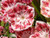 50 Mountain Laurel White Pink Red Kalmia Latifolia Shrub Bush _ALYF_ Seeds Comb S H