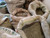 2 Pounds Unroasted Coffee Beans_ Premium Select from RhoadsRoast Coffees _Panama Red Lolita Paso Ancho SHB E p Coffee Beans_