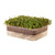 Re_usable Self_Watering Microgreens Growing Tray _ 2 Trays _ 7 inch  x 5.25 inch  Grow Tray_ 1.25 inch  Deep _ 2 Cup Water Reservoir Capacity _ Use Soil or Hydroponic _ Grow Micro Greens or Wheatgrass.