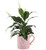 Costa Farms Peace Lily Spathiphyllum Indoor Plant_ Decor Planter_ as Gift_ 12_Inch_ Coffee Love Mug_ Valentine's Day