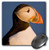 3dRose LLC 8 x 8 x 0.25 Atlantic Puffin Latrabjerg Peninsula Iceland Ralph H. Bendjebar Mouse Pad _mp_81940_1_