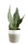 Costa Farms Sansevieria Snake Live Indoor Plant_ 8_Inch Tall_ Grower's Choice_ White_Natural Decor Planter