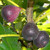 Fig Trees inch Violette de Bordeaux inch  Includes Four _4_ Live Plants