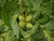 Northern Pecan Tree Live Plant _6_8 Inches_
