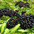 Adams Elderberry Plant American Beautiful Native Perennial Shrub _ Sambucus Live Plant _2_3 Feet_