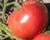Tomato Seeds German Queen inchLuscious  Sweet Beefsteak inch  25 Seed Pack  USA Product. Packed by JACOBS LADDER ENT. -25-