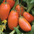 Burpee San Marzano  Heirloom Paste Tomato  75 seeds