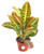 Shop Succulents - Standing Collection - Hand Selected  Air Purifying Live Croton Indoor House Plant in 4 inch Grow Pot  Single