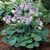 Blue Mouse Ears Hosta - 2008 Hosta of The Year - Dwarf Fairy Garden - 4 inch Pot