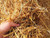 1 Cubic Foot of 100 percent  All Natural Wheat Straw -4lbs-