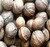 Paradox Black Walnut - Juglans x Paradox - Tree Seeds - Fast Growing Variety is Hardy to Zone 8 - by MySeeds.Co -5 Seeds-