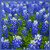 Texas Bluebonnet Seeds -Lupinus texensis- - Over 1 000 Premium Seeds - Texas State Flower