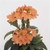 Outsidepride Crossandra Tropic Flame - 15 Seeds