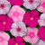 Outsidepride Vinca Titan Bubble Gum Flower Seed Mix - 50 Seeds
