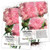 Seed Needs  Rose Carnation -Dianthus caryophyllus- Twin Pack of 500 Seeds Each