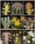 Euphorbia Variety Mix Exotic Succulent Rare Cactus Plant Seed Cacti jocad -10 Seeds-