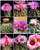 Thelocactus Variety Mix Exotic Mixed Cacti Rare Flowering Cactus Seed jocad -15 Seeds-