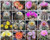 Exotic Cactus Collection Variety Mix Rare Cacti Seed Succulents jocad -30 Seeds-