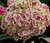 Cityline Mars Hydrangea macrophylla - 4 inch Pot - Proven Winners