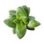 Crassula Spring Time Jade Plant Succulent -4 inch-