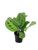 Green Maranta Prayer Plant - Live Plant in a 4 Inch Pot - Maranta Leuconeura - Beautiful Easy to Grow Air Purifying Indoor Plant