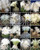 Discocactus variety MIX cactus cacti rare seed 20 SEEDS