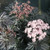 Laced Up Elderberry - 4 inch Pot - Sambucus - Proven Winners