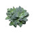 Crassula Morgans Beauty Succulent -4 inch-