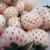 White Carolina Pineberry Plants - 10 Roots -Bareroot-Pineapple Strawberry Flavor