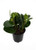 Deep Green Baby Rubber Tree - Peperomia obtusifolia - 4 inch Pot