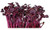 Sow No GMO Radish Rambo Purple Non GMO Heirloom Sprouting Microgreens Vegetable 500 Seeds