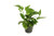 Golden Pothos -Epipremnum Aureum- - 4   from California Tropicals
