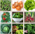 Heirloom Vegetable Mix Seeds 9 Varieties Seed Packets Non-GMO Garden Onion Tomato Romain Lettuce