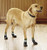 Orvis Dog Traction Socks   Dog Traction Socks  Set of 4  Medium
