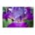 Glowing Iris by PIPA Fine Art, 12x19-Inch Canvas Wall Art