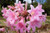 Lycoris squamigera 4 Medium Blooming Sized Bulbs