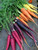 Rainbow Blend Carrot Seeds  500 Plus  Premium Heirloom Seeds  Rare Varieties  Colorful Mix  and  Fantastic Addition to Your Garden! -Isla s Garden Seeds-  85 percent  Germination Rate  Non GMO Rainbow Blend Carrot Seeds  500 Plus  Premium Heirloom Seeds  Rare Varieties  Colorful Mix  and  Fantastic Addition to Your Garden! -Isla s Garden Seeds-  85 percent  Germination Rate  Non GMO