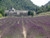 The Child Beginner Adult Lavender Field Illustration 1000 Piece Wooden Jigsaw Puzzle