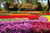 The Child Beginner Adult Tulip Festival Illustration 1000 Piece Wooden Jigsaw Puzzle