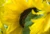 The Child Beginner Adult Sunflower Flower Part 1000 Piece Wooden Jigsaw Puzzle