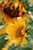 The Child Beginner Adult Yellow Sunflower Illustration 1000 Piece Wooden Jigsaw Puzzle