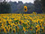 The Child Beginner Adult Beautiful Sunflower Flower Chart 1000 Piece Wooden Jigsaw Puzzle