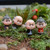Braceus Fairy Garden Yard Accessories Micro Landscape Ornaments Figurines 4Pcs Miniature Old Granny Grandpa Doll Ornaments Home Garden Crafts Decoration  Plant Pots  Bonsai Craft Decor