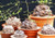 Dioscorea Elephantipes rare Testudinaria elephant foot yam Caudiciform 5 seeds