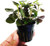 Greenpro Lobelia Cardinalis Dwarf Purple Potted Freshwater Live Aquarium Plants Decoration