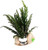 Planterest - Hygrophila Pinnatifida Bunch Background Easy Live Aquarium Plant Decorations BUY2GET1FREE