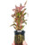 Planterest - Alternanthera Rosaefolia Potted Background Easy Live Aquarium Plant Decorations BUY2GET1FREE