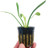 Planterest - Dwarf Sagittaria Subulata Potted Background Easy Live Aquarium Plant Decorations BUY2GET1FREE