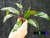 Mainam -Crypt Wendtii Green- Cryptocoryne Wendtii Stem Bundle Freshwater Live Aquarium Plants Decoration