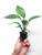 PLANTEREST - Anubias Heterophylla Pottted Background Easy Live Aquarium Plant Decorations BUY2GET1FREE